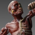 $0.00 - Great for anatomy study ,reference for drawing , sculpting, 3D modeling and concept art work.