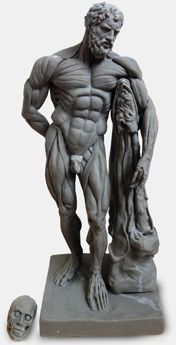 Hercules Ecorche Figure - Beige